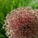 08.06.2010 Blume-D34_8599-als-Smart-Objekt-1